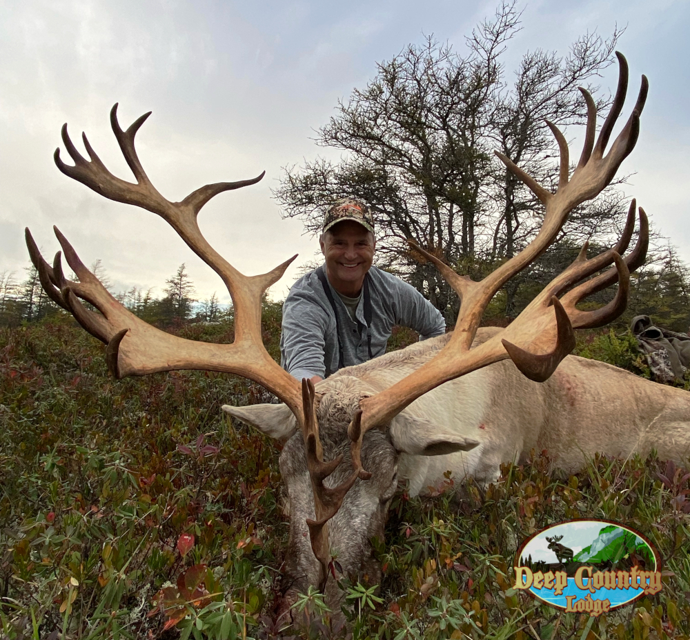 Woodland Caribou, Newfoundland Canada, Deep Country Lodge