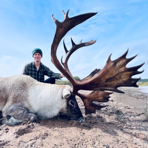 Woodland Caribou, Newfoundland Canada, Deep Country Lodge