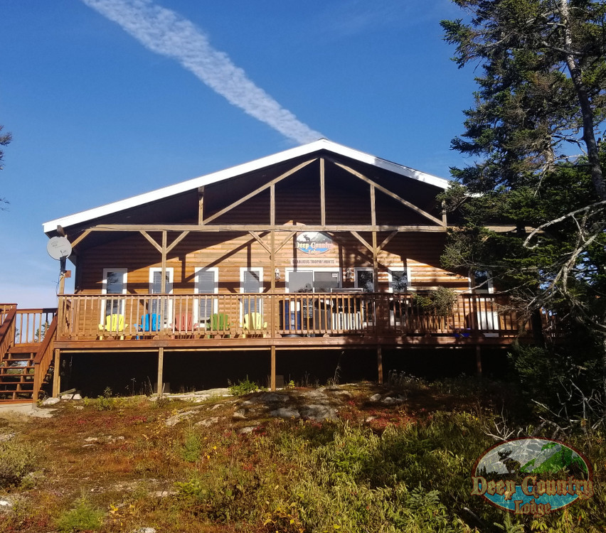 Woodland Caribou, Newfoundland Canada, Deep Country Lodge