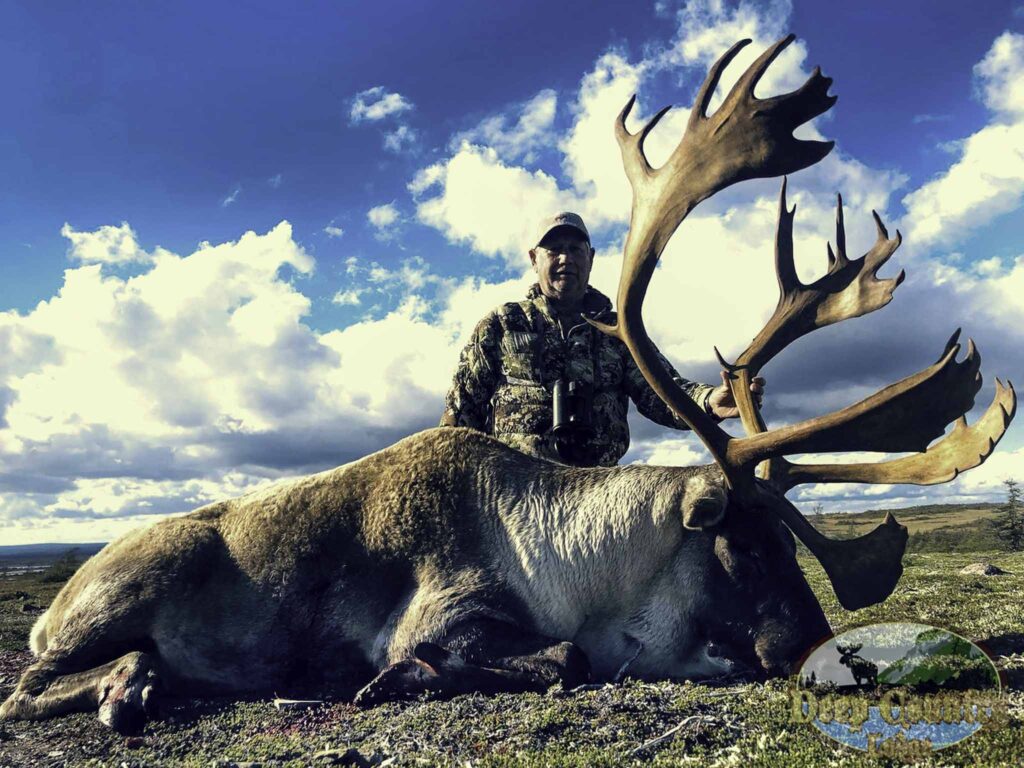 Woodland Caribou, Newfoundland Canada, Deep Country Lodge