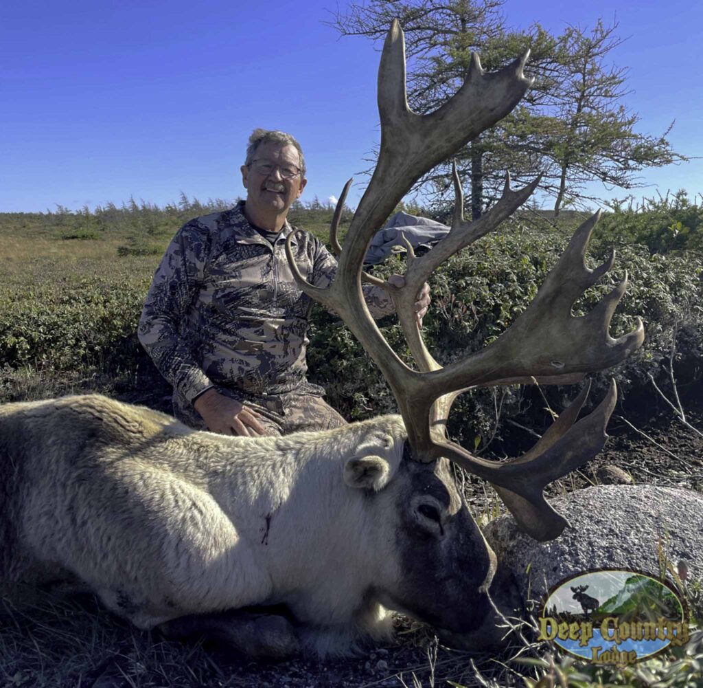 Woodland Caribou, Newfoundland Canada, Deep Country Lodge