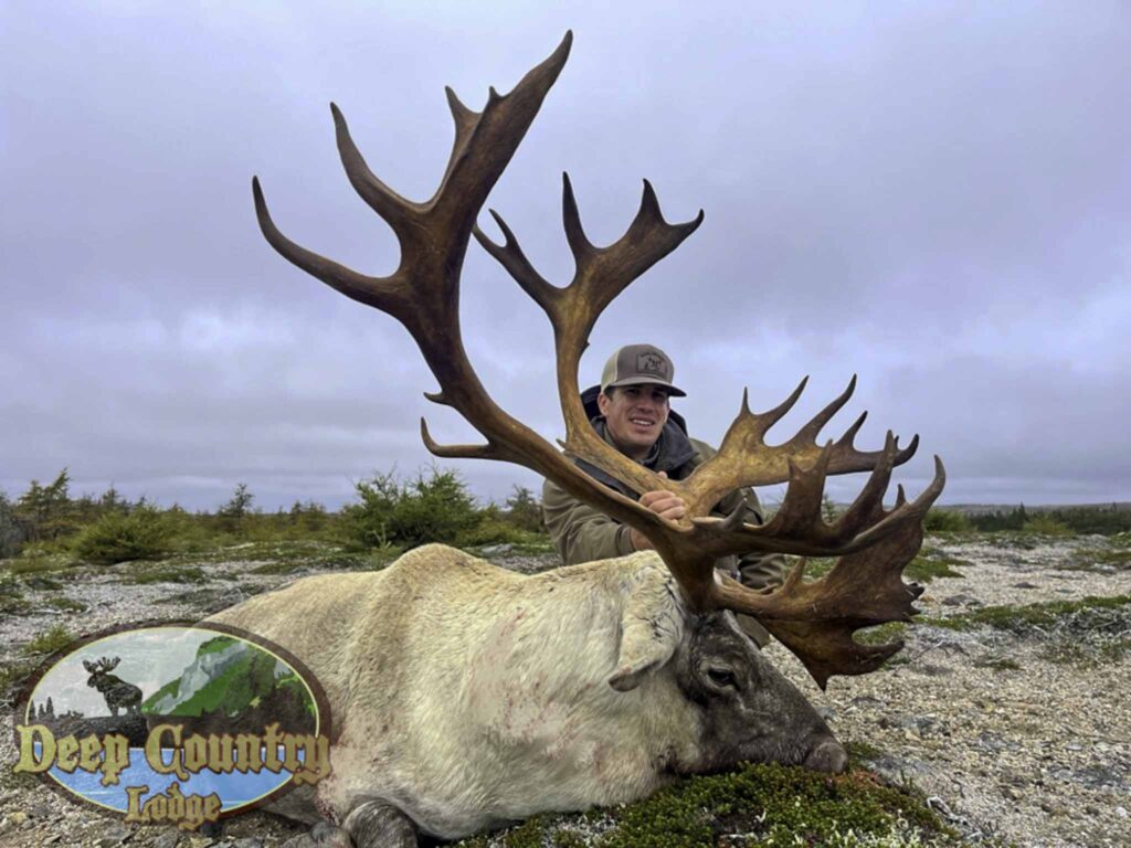 Woodland Caribou, Newfoundland Canada, Deep Country Lodge