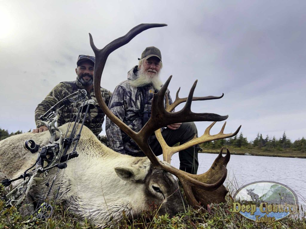 Woodland Caribou, Newfoundland Canada, Deep Country Lodge